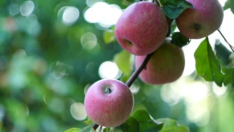 Apples hang on a branch Stock Footage 94831236