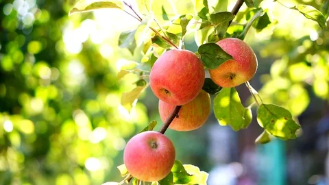 Apples hang on a branch Stock Footage 94831370