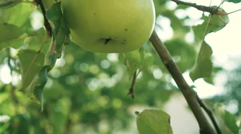 Apples hang out on a tree Vídeo Stock 67454436