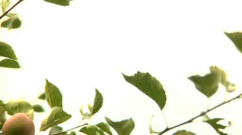 Apples hang from a tree branch and sway in the breeze Stock Footage 33990849