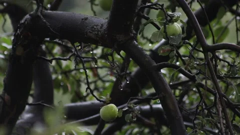 Apples hang on wet brown tree branches under light rain Stock Footage 135131892