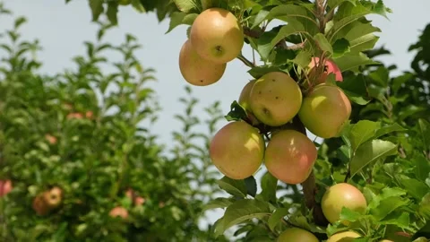 Apples hanging on apple tree branch. Stock Footage 242831784