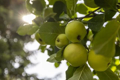 Apples hanging in an apple tree lens flare through the sun summer Stock Photos