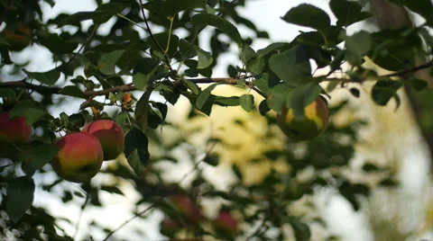 Apples Hanging on Branch Stock Footage 42562959