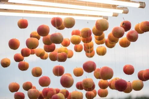 Apples hanging on string Stock Photos