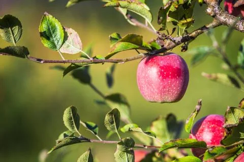 Apples hanging from a tree branch in an apple orchard Stock Photos
