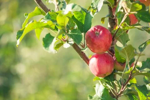 Apples hanging from a tree branch in an apple orchard Stock Photos