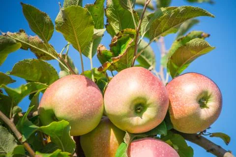 Apples hanging from a tree branch in an apple orchard Stock Photos