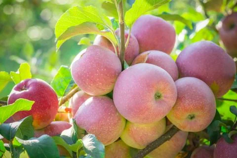 Apples hanging from a tree branch in an apple orchard Stock Photos