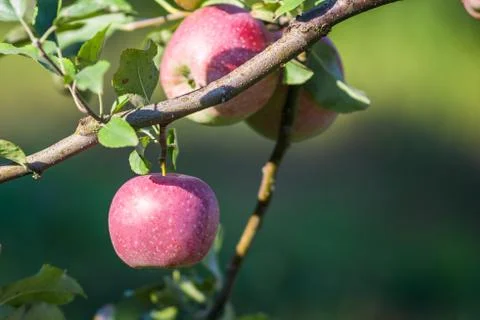 Apples hanging from a tree branch in an apple orchard Stock Photos