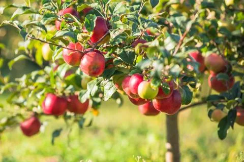 Apples hanging from a tree branch in an apple orchard Stock Photos
