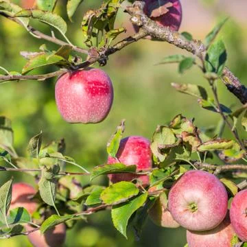 Apples hanging from a tree branch in an apple orchard Stock Photos