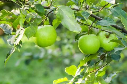 Apples hanging from a tree branch in an apple orchard Stock Photos