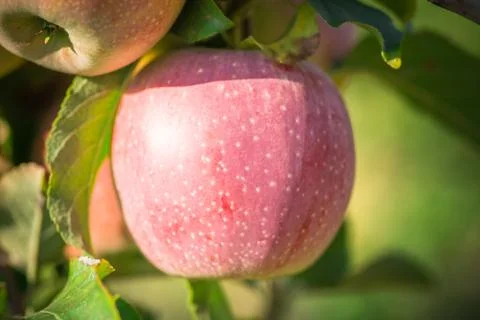 Apples hanging from a tree branch in an apple orchard Stock Photos