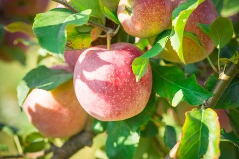 Apples hanging from a tree branch in an apple orchard Stock Photos