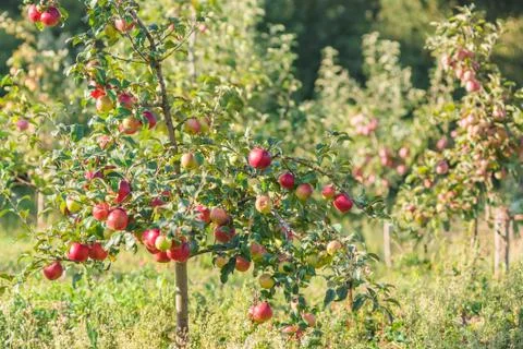 Apples hanging from a tree branch in an apple orchard Stock Photos