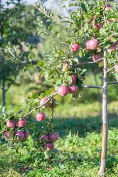 Apples hanging from a tree branch in an apple orchard Stock Photos