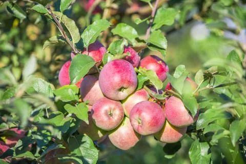 Apples hanging from a tree branch in an apple orchard Stock Photos