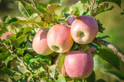 Apples hanging from a tree branch in an apple orchard Stock Photos