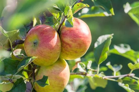 Apples hanging from a tree branch in an apple orchard Stock Photos