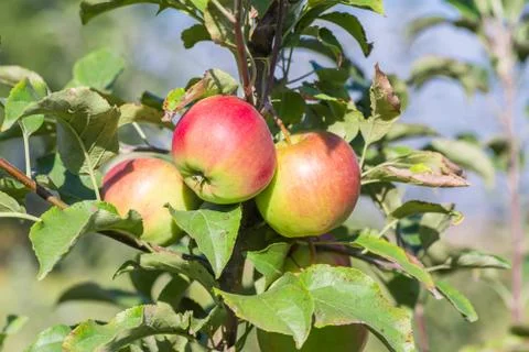 Apples hanging from a tree branch in an apple orchard Stock Photos