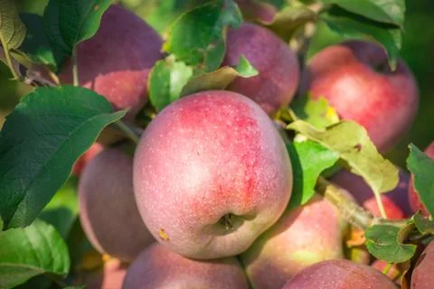 Apples hanging from a tree branch in an apple orchard Stock Photos
