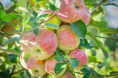 Apples hanging from a tree branch in an apple orchard Stock Photos