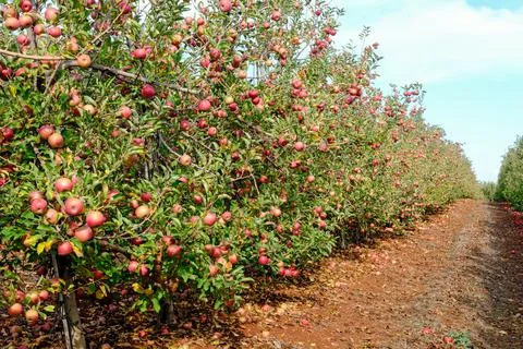 Apples hanging from tree branches in an apple orchard Stock Photos