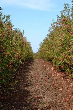 Apples hanging from tree branches in an apple orchard Stock Photos