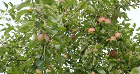 Apples hanging on the tree branches. Good harvest in the garden Stock Footage 117214810