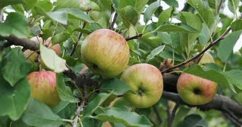 Apples hanging on the tree branches. Good harvest in the garden Stock Footage 117215513