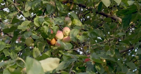 Apples hanging on the tree branches. Good harvest in the garden Stock Footage 117365766
