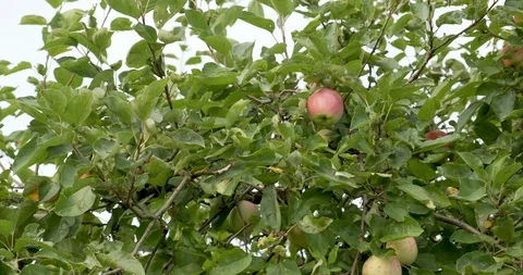 Apples hanging on the tree branches. Good harvest in the garden Stock Footage 118058299