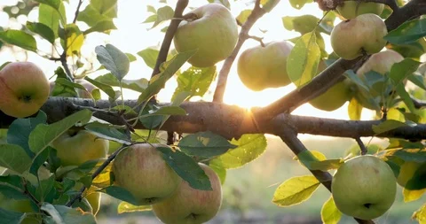 Apples hanging on the tree branches in the sunlight. Good harvest in the garden Stock Footage 117367546