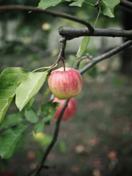 Apples hanging on tree. Close up. Stock Photos