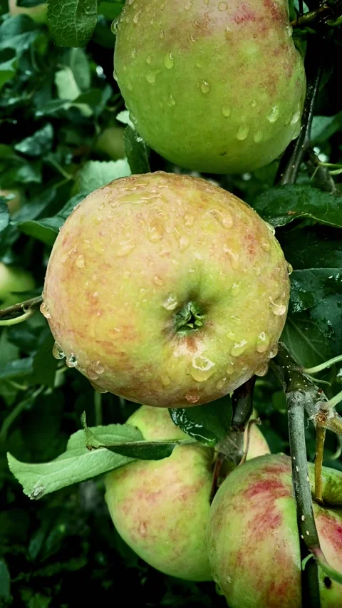 Apples hanging on a tree crop of ripe apples panning Stock Footage 219479589