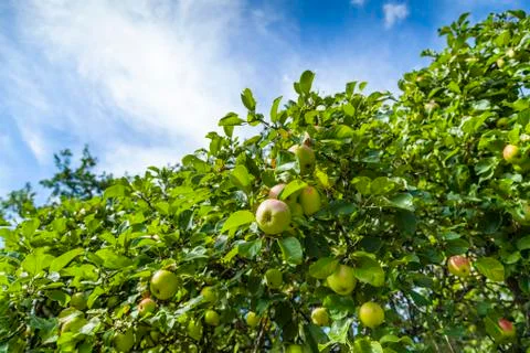 Apples hanging from tree Stock Photos