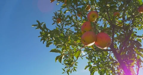 Apples hanging on a tree in the sunlight Stock Footage 80122978