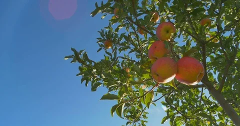 Apples hanging on a tree in the sunlight Stock Footage 80126009