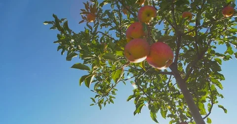 Apples hanging on a tree in the sunlight Stock Footage 80126169