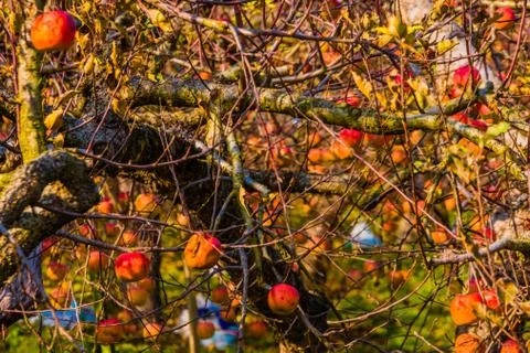 Apples hanging on twisted tree branches Stock Photos