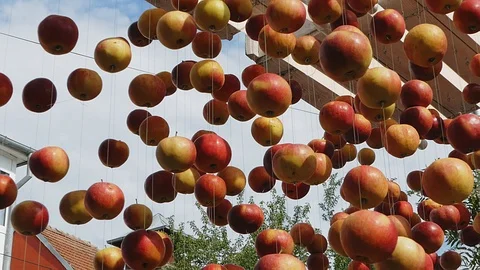 Apples hung as a decoration Stock Footage 90915708