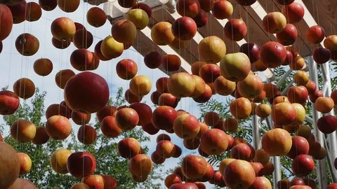 Apples hung as a decoration without moving the camera Stock Footage 90915691