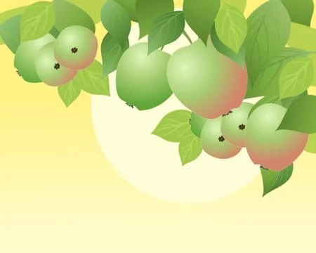 Apples Stock Illustration