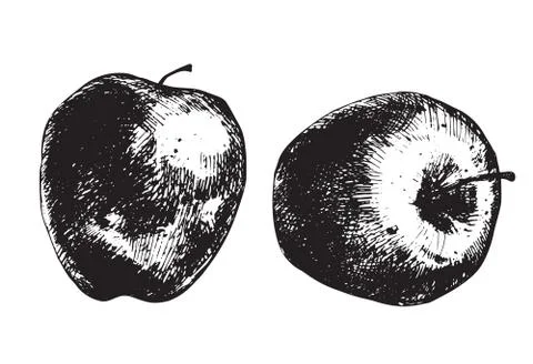 Apples Stock Illustration