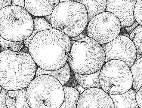 Apples Stock Illustration