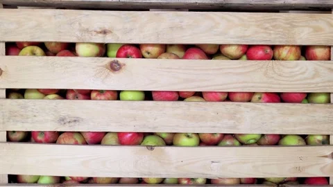 Apples in a Large Boxes Stock Footage 288011107