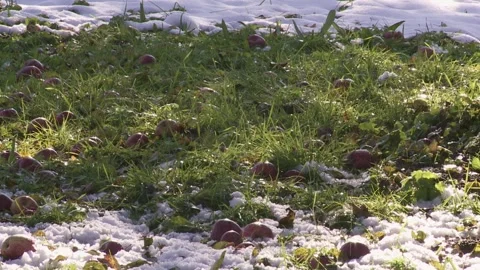 Apples lie on the grass with the first snow in october Stock Footage 285135483