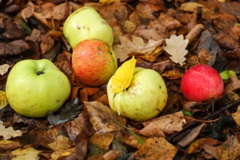 Apples lie on the ground Foto stock