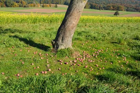 Apples lie on the ground under a tree in the nature Stock Photos